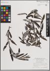 Foto von Salix eleagnos Scop.